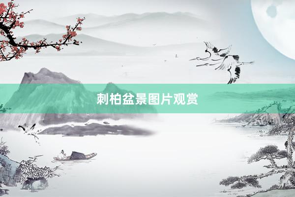 刺柏盆景图片观赏